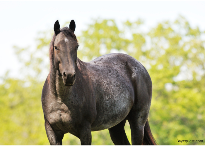 Giant/Big Horse Names