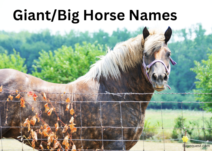 Giant/Big Horse Names