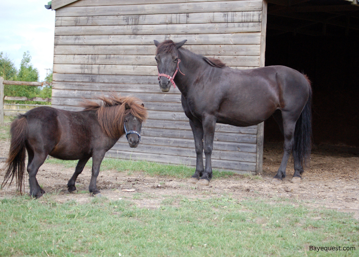 Giant/Big Horse Names