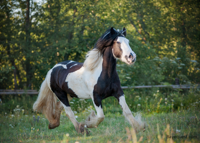 Gypsy Vanner horse