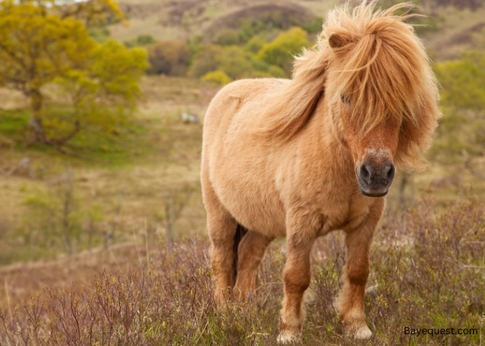 The Highland Pony