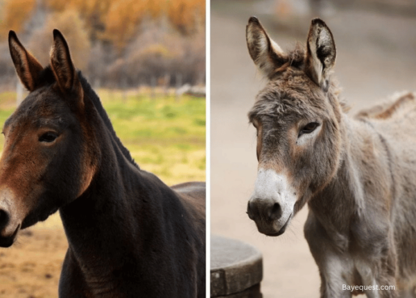 Hinny Vs Mule: 11 Key Differences and Similarities Explained