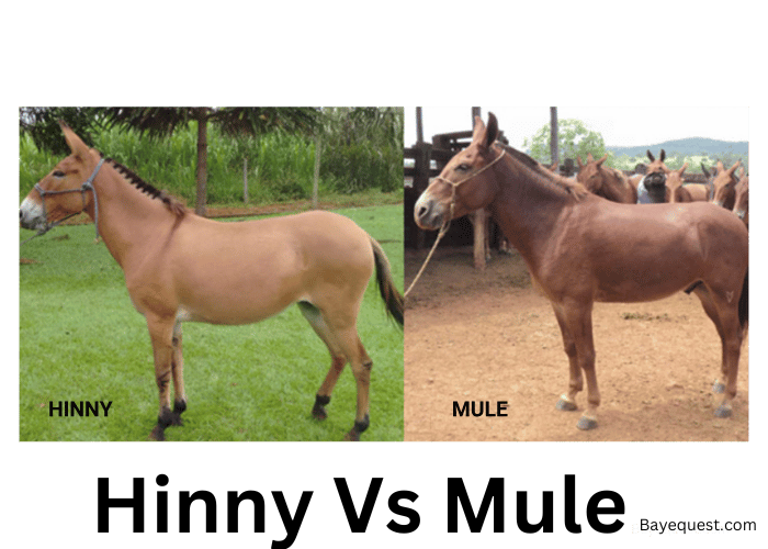 Hinny Vs Mule: 11 Top Differences and Similarities Explained