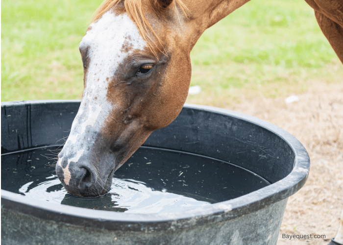 how to Help Your Horse Drink More Water