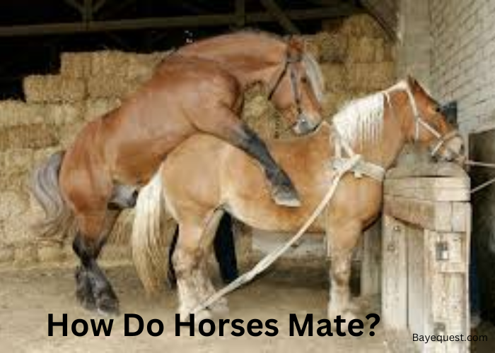 How do Horses Mate