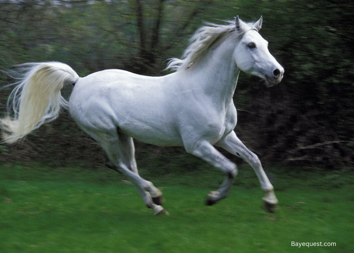 How Long Can a Horse Gallop Without Stopping?