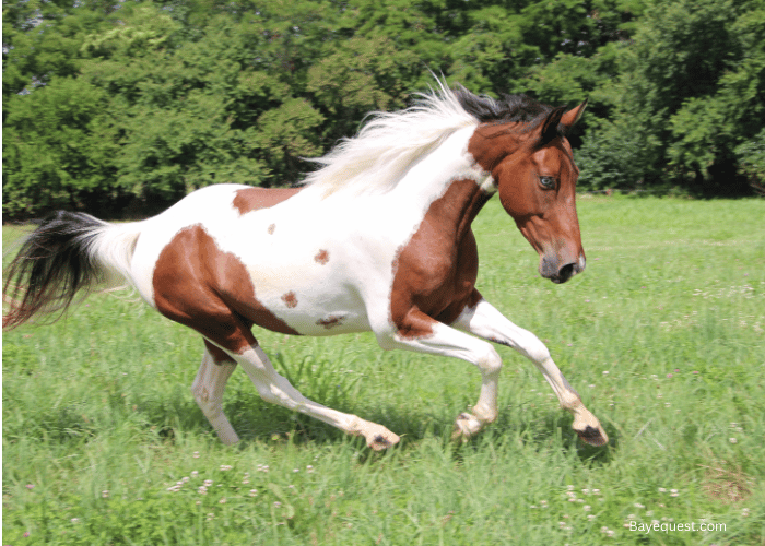 How Much Does an American Paint Horse Cost? 
