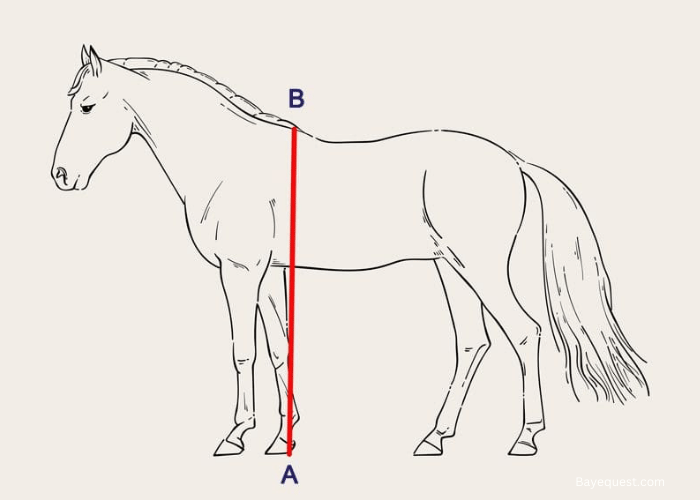 How are Horses Measured