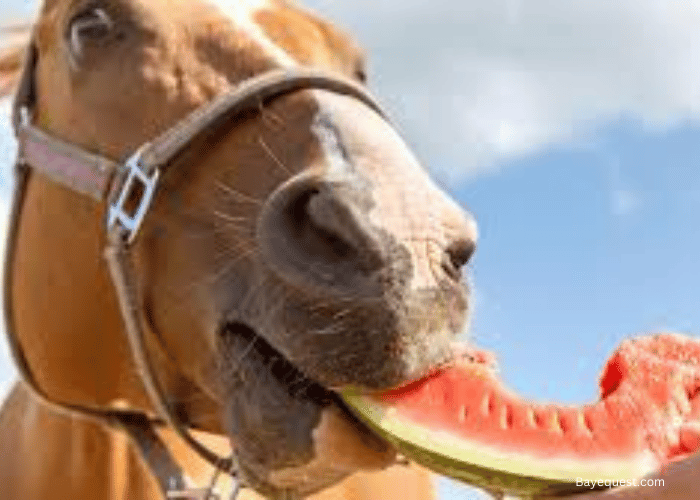 How to Feed Watermelon to Horses