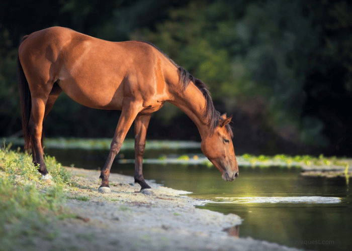 How to Keep Your Horse Hydrated on the Go