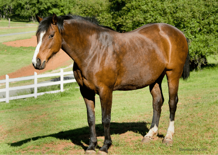 How to Manage Your Broodmare Well