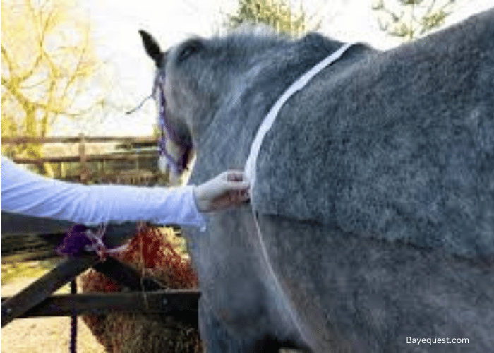 How to Measure a Horse's Weight