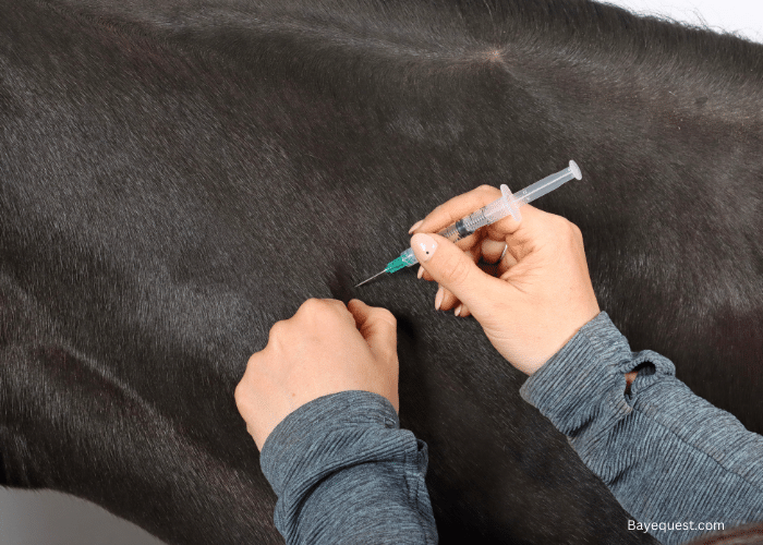 How to Vaccinate Horses