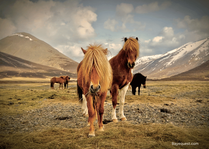 Icelandic Horse 