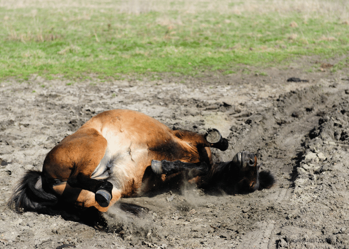 Is Horse Rolling Contagious?