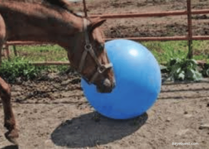3. Jolly ball horse toy