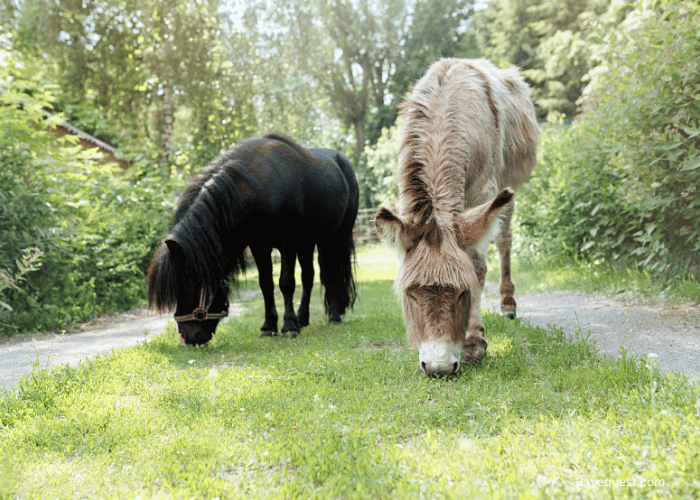 Difference Between Miniature Horse and Pony