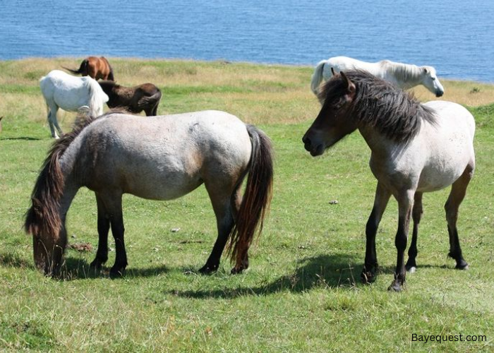 Newfoundland Pony