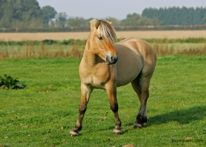 Norwegian Fjord Horse