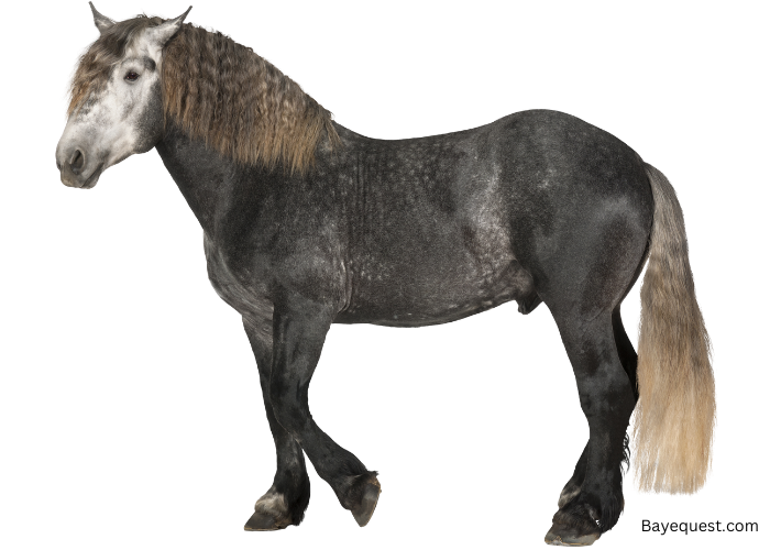 Percheron