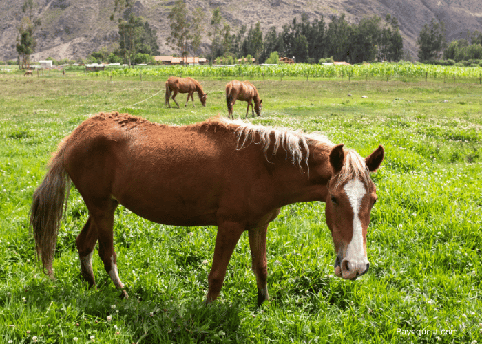 Peruvian Horse