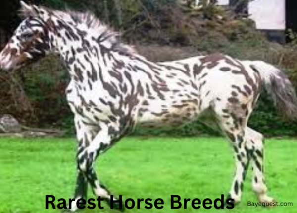 22 Rarest Horse Breed in the World that Will Fascinate You