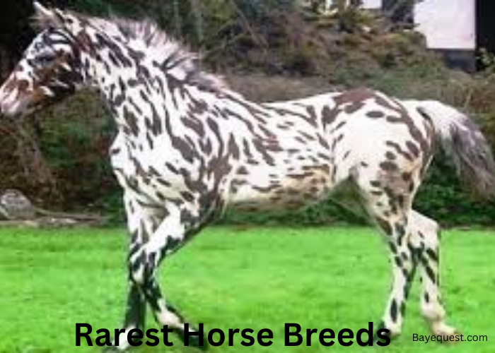 Rarest Horse Breeds