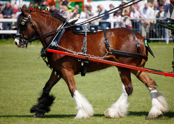 Shire horse