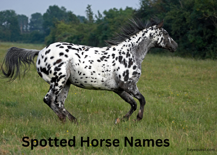 Spotted Horse Names