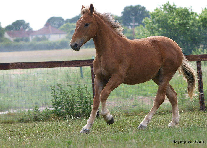 Suffolk Punch