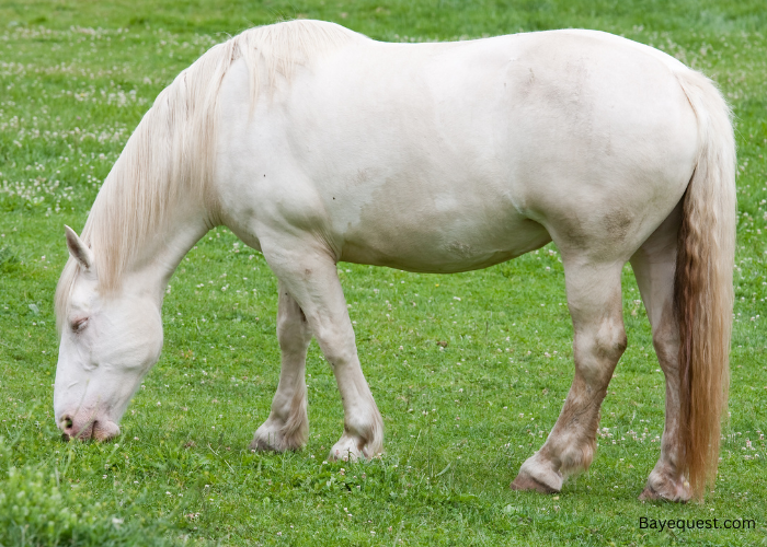 The American Cream Horse