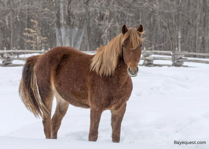 The Canadian Horse