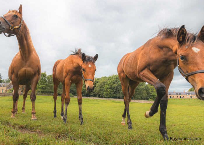 The Cleveland Bay Horse