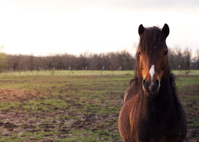 The Hackney Horse