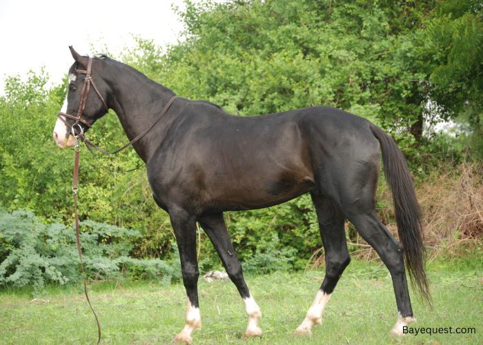 The Marwari Horse