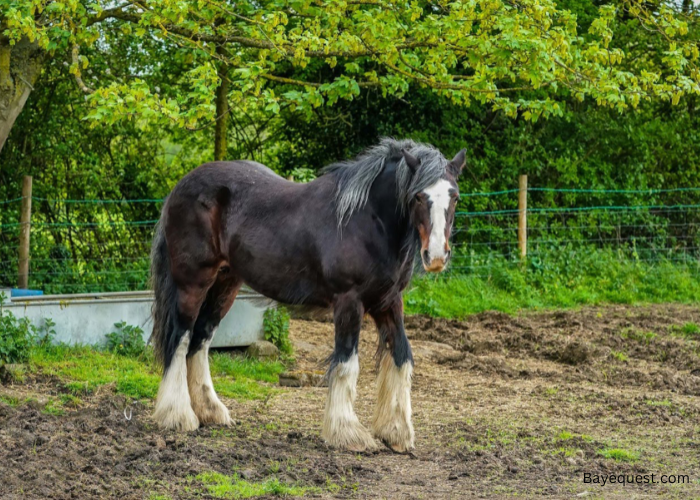 The Shire Horse