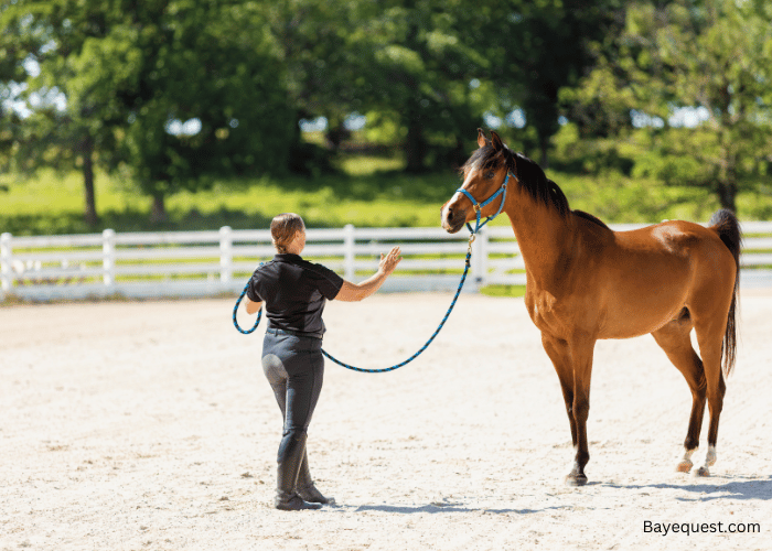 Unique Female Horse Names