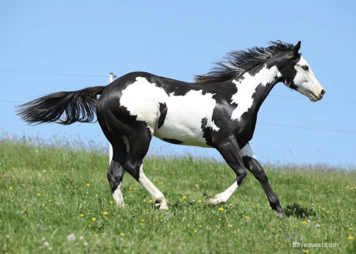 Black and White Horse Names