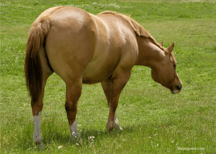 How to Tell if a Horse is Overweight