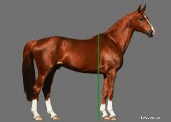 Why are Horses Measured in Hands?