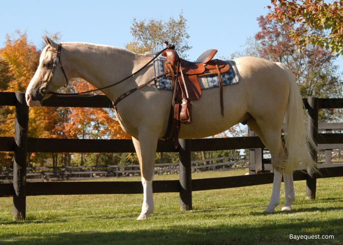 Western Horse Names