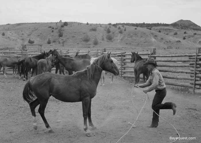 Western Horse Names