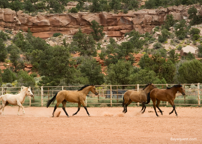 Western Horse Names