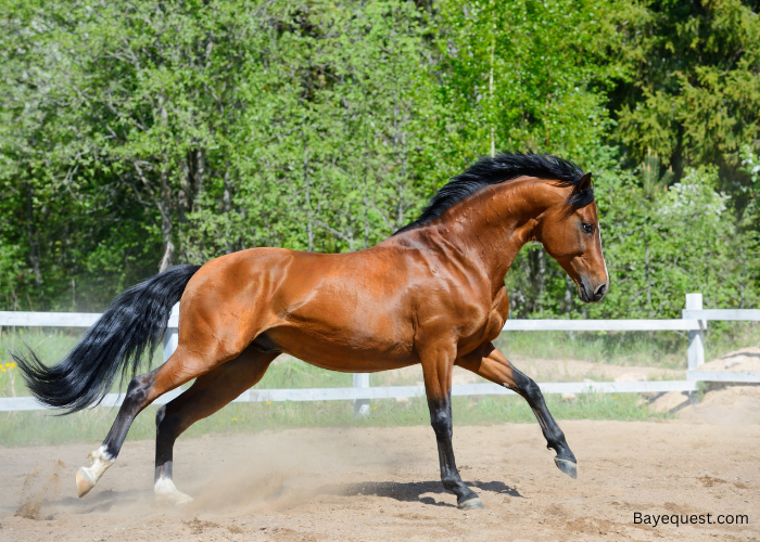 What is a Bay Horse?