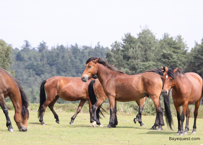 What is a Bay Horse?