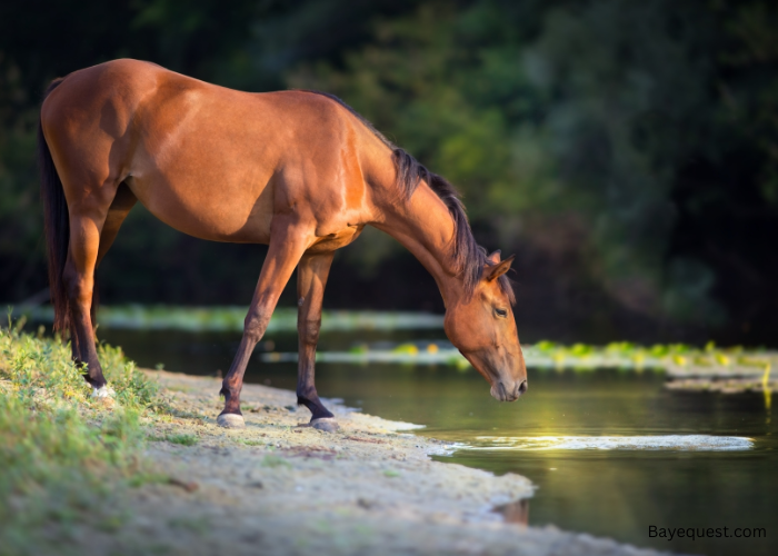 What is a Bay Horse?