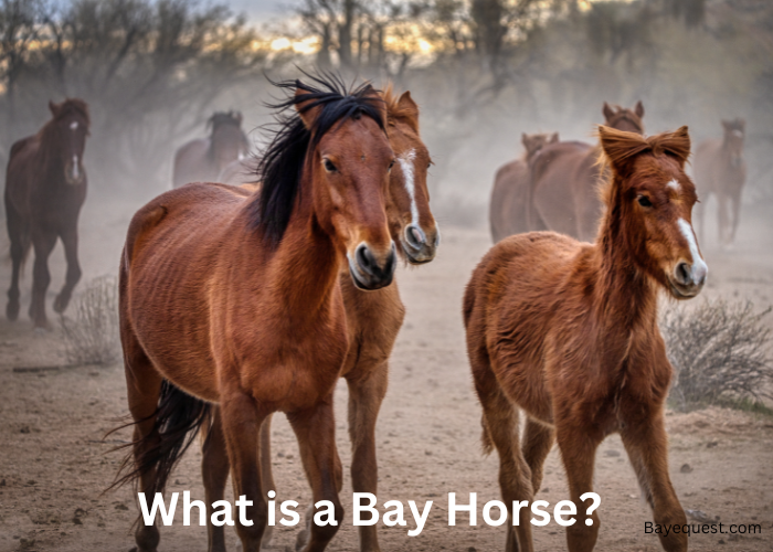 What is a Bay Horse