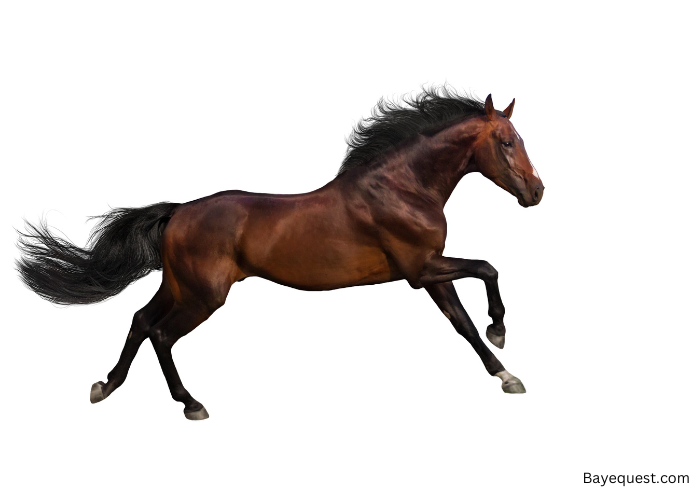 What is a Bay Horse?