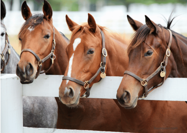 How Much Does a Thoroughbred Horse Cost in February 2025