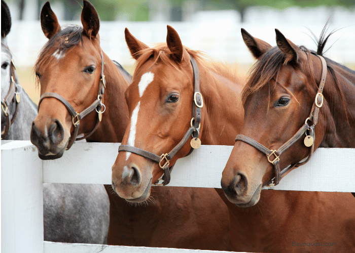 What’s the Monthly Cost of Owning a Racehorse?